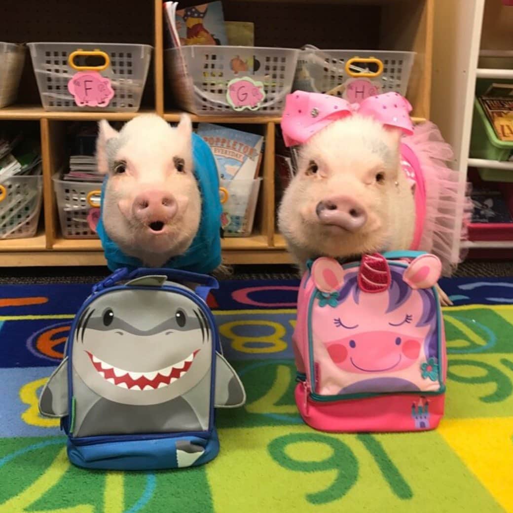 Priscilla and Poppletonさんのインスタグラム写真 - (Priscilla and PoppletonInstagram)「Our faces when mom told us she packed us a special lunch today! What do you think it is?🐷🍪🍩#favoritesubject #lunchtime #classpets #teacherspets #PrissyandPop」9月24日 21時12分 - prissy_pig