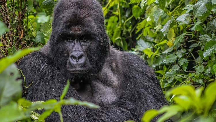 レオナルド・ディカプリオさんのインスタグラム写真 - (レオナルド・ディカプリオInstagram)「It has been a banner year for the Mountain Gorilla, and the latest birth at @virunganationalpark in the eastern Congo is just one of the victories we’re celebrating on #WorldGorillaDay! Virunga National Park is home to one-third of the world’s Mountain Gorillas. The Virunga population grew by an impressive 44% between 2010 and 2016 and now stands at nearly 300 individuals. Ten babies have been born in 2019 alone.  In November of 2018, the IUCN Red List of Threatened Species reclassified the species for the first time in nearly 25 years—this time from Critically Endangered to Endangered. This is a testament to the colossal efforts of those dedicated to protecting the species, particularly those of Virunga’s rangers and an intensive monitoring campaign to protect these magnificent animals at all costs:  Virunga rangers carried out 31,000 patrols over 5.5 years. They covered on foot the equivalent of walking the circumference of the Earth every year, or more than half the distance between the Earth and the moon.  Rangers in gorilla monitoring patrols climbed 2,387 kilometers vertically over 5.5 years. This is the equivalent of climbing Mt. Everest 270 times.」9月25日 7時20分 - leonardodicaprio