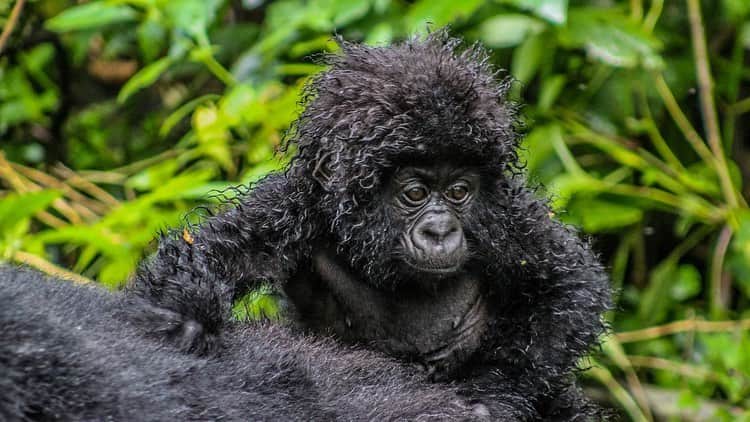 レオナルド・ディカプリオさんのインスタグラム写真 - (レオナルド・ディカプリオInstagram)「It has been a banner year for the Mountain Gorilla, and the latest birth at @virunganationalpark in the eastern Congo is just one of the victories we’re celebrating on #WorldGorillaDay! Virunga National Park is home to one-third of the world’s Mountain Gorillas. The Virunga population grew by an impressive 44% between 2010 and 2016 and now stands at nearly 300 individuals. Ten babies have been born in 2019 alone.  In November of 2018, the IUCN Red List of Threatened Species reclassified the species for the first time in nearly 25 years—this time from Critically Endangered to Endangered. This is a testament to the colossal efforts of those dedicated to protecting the species, particularly those of Virunga’s rangers and an intensive monitoring campaign to protect these magnificent animals at all costs:  Virunga rangers carried out 31,000 patrols over 5.5 years. They covered on foot the equivalent of walking the circumference of the Earth every year, or more than half the distance between the Earth and the moon.  Rangers in gorilla monitoring patrols climbed 2,387 kilometers vertically over 5.5 years. This is the equivalent of climbing Mt. Everest 270 times.」9月25日 7時20分 - leonardodicaprio