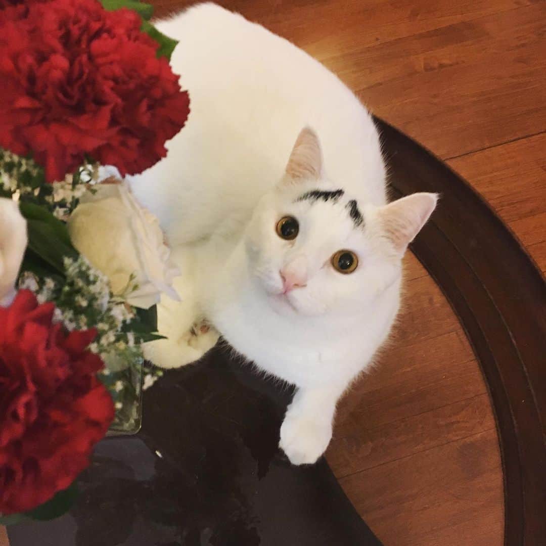 Samのインスタグラム：「Roses are red, violets are blue, my name is Sam and these are for you!」