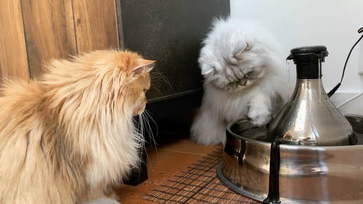 Smoothieのインスタグラム：「S&M trying to figure out the new water fountain 😆 full video link in bio!」