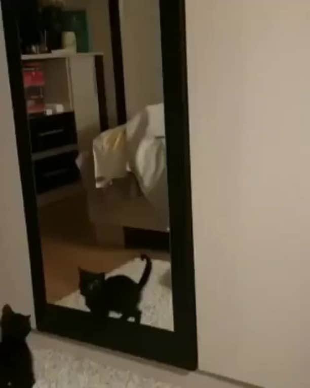 のインスタグラム：「Shadowpawxing⠀ ⠀ 📹@shurithecat⠀ ⠀ Tag #MMGTW get a chance to be featured by @9gag 🐾⠀ ⠀ #meowed #MMGTW #mymeowgottalentweek #ShuriandJames #blackcat」