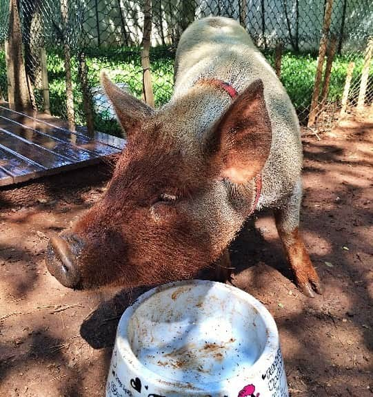 Jamonさんのインスタグラム写真 - (JamonInstagram)「I just saw Max from @arthursacres and remember of me and @nerothepig destroying mom’s garden. It was so delicious.  #momsgarden #arthursacres #arthursacresanimalsanctuary #pigsarefriendsnotfood #jamonthepig #tbt #throwback #nerothepig」9月25日 4時04分 - jamonthepig