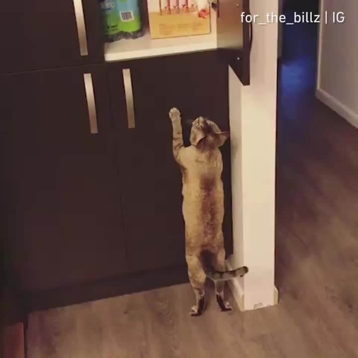 のインスタグラム：「So close ⠀ ⠀ 📹@for_the_billz⠀ ⠀ Tag #MMGTW get a chance to be featured by @9gag 🐾⠀ ⠀ #meowed #MMGTW #mymeowgottalentweek #forthebillz #treathunter #alittlehelp」