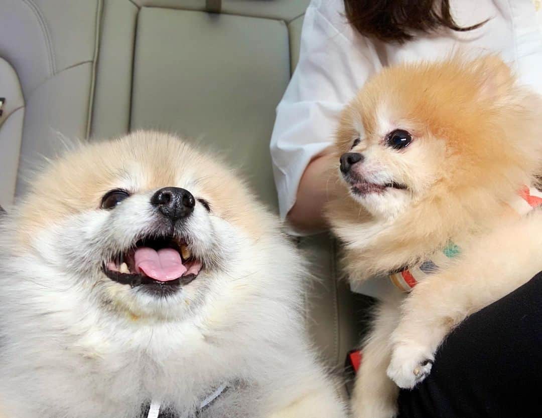 Ella Chuffyのインスタグラム：「Happy us.....🌤🌳 . . . . . . . . . #ellachuffy #pet #petstagram #pomeranianpage #pomeraniansofinstagram #teacuppoms #cutedogs #pomeranian_lovers #pomeranianlife #pomeranianworld #teddybeardog #pomeranian #puppylove #aplacetolovedogs #dogoftheday #justpomeranians #fluffypack #dogoftheday #anmlsposts #thedailypompom #picoftheday #iflmdog #犬 #狗 #everydaydoglover  #pomeranianww #justpomeranians #bridgetdoodlesdogs #pomeranian_moments」