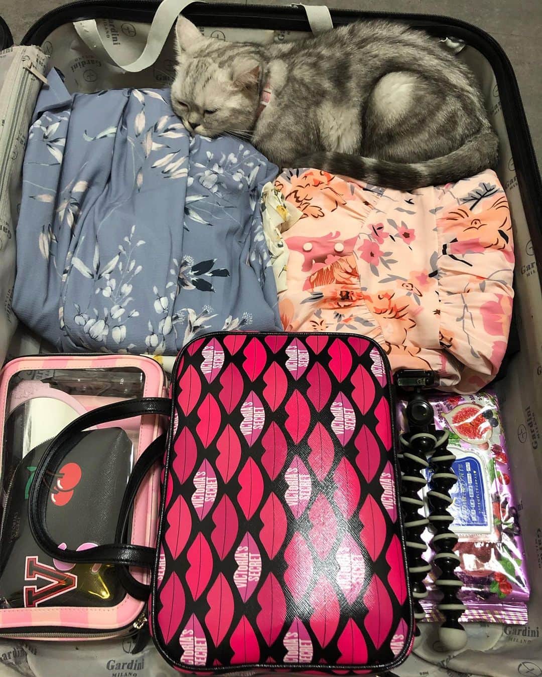 YingTzeさんのインスタグラム写真 - (YingTzeInstagram)「My Hermes . 😭❤️ I was packing last night and she just tetris herself inside my luggage and show me that poor thing face... _ I haven’t traveled overseas since Doujima in Singapore this year and I’ll be missing my babies at home very much these few days. ❤️😌 _ 🐱 @babyg2610  #blessed #catsofinstagram #catsmalaysia #persiancat #catsagram #cats_of_day」10月24日 10時58分 - yingtze