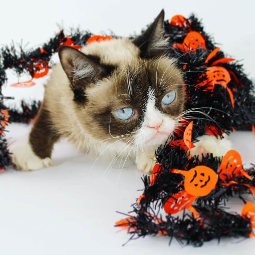 Grumpy Catさんのインスタグラム写真 - (Grumpy CatInstagram)10月24日 2時27分 - realgrumpycat