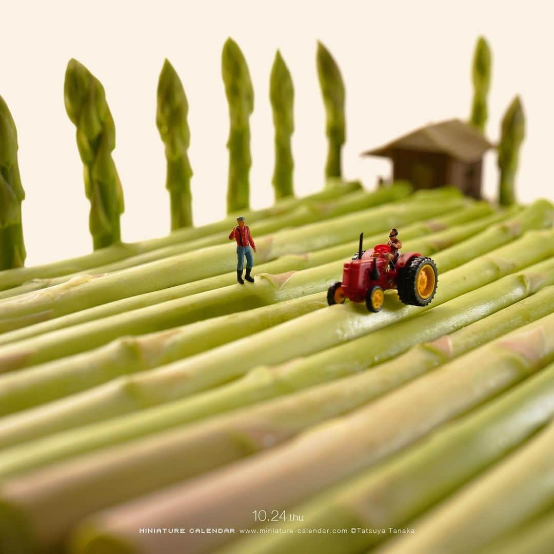 田中達也さんのインスタグラム写真 - (田中達也Instagram)「. 10.24 thu “Asparagus Farming” . 朝っぱらからガス欠＝アスパラガス . #アスパラガス #畑 #このあとおいしくいただきました #Asparagus #Farm ─────────────── 《Event info》 . 【MINIATURE LIFE展 in 金沢】 Miniature Life Exhibition in Kanazawa 10/18 fri - 11/4 mon #金沢21世紀美術館 にて #MiniatureLife展 #ミニチュアライフ展 . 【MINIATURE LIFE POP-UP SHOP】 10/18 fri - 11/10 thu #ヒビヤセントラルマーケット にて .」10月24日 6時10分 - tanaka_tatsuya