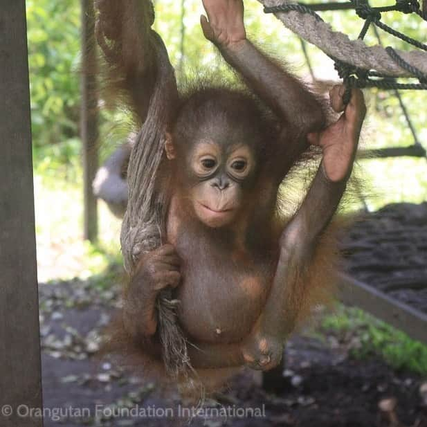 OFI Australiaさんのインスタグラム写真 - (OFI AustraliaInstagram)「The most helpless #orangutans at OFI's Care Center are the newly arrived infant orphans, who are often malnourished, sick & suffering from the trauma of losing their mothers. The love & care of a mother can never be replaced, but OFI caregivers provide as much support as they can as surrogate mothers to the #orangutan orphans. With your help, we can continue our work in rehabilitating orangutans and releasing them back to the wild. 💚 _________________________________ 🐒 OFIA Founder: Kobe Steele 💌 kobe@ofiaustralia.com | OFIA Patron and Ambassador: @drbirute @orangutanfoundationintl |  www.orangutanfoundation.org.au 🐒  #orangutan #orphan #rescue #rehabilitate #release #BornToBeWild #Borneo #Indonesia #CampLeakey #orangutans #savetheorangutans #sayNOtopalmoil #palmoil #deforestation #destruction #rainforest #instagood #photooftheday #environment #nature #instanature #endangeredspecies #criticallyendangered #wildlife #orangutanfoundationintl #ofi #drbirute #ofi_australia #ofia #FosterAnOrangutanToday」10月24日 7時27分 - ofi_australia