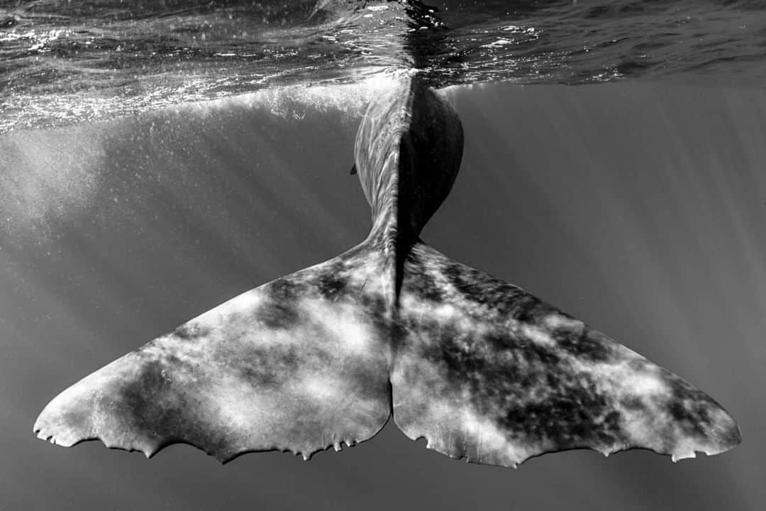 ナショナルジオグラフィックさんのインスタグラム写真 - (ナショナルジオグラフィックInstagram)「Photo by Cristina Mittermeier @Mitty | When this sperm whale, an old matriarch judging by the many scars in her body, started slowly swimming away, I found myself riding the strong current she created with her massive fluke. She knew I was right behind her, but she didn't seem to mind. More than once I thought about touching her, but as a wildlife photographer it's critical to pass through these moments as little more than a shadow. This is their world. So instead of giving in to my urge, I kept my distance and kept up with her slow swim for as long as I could, and then watched until she eventually disappeared into the warm waters off Dominica. Follow me @Mitty for more from my expeditions with @SeaLegacy that have changed me as an artist and a conservationist. #WhaleTail #SpermWhale #UnderwaterPhotography #ExtinctionEndsHere  Nat Geo is celebrating women who fearlessly push boundaries and inspire the next generation of changemakers. For a week, all of our posts and stories on @natgeo were photographed by women, about women. Use #NatGeoWomenofImpact to share how a woman in your life has empowered you.」10月24日 7時36分 - natgeo