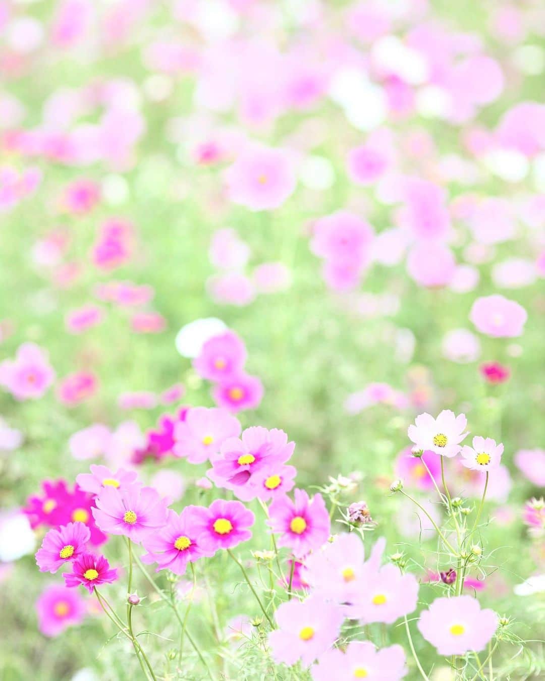kiccyomuのインスタグラム：「☁️ 2019.10.24 Thu #心に花を 笑顔たくさんの #コスモス に、にっこり☺️ * 今日も元気に🤗 * location #茨城 #ひたちなか #ひたち海浜公園 撮影 10月20日」
