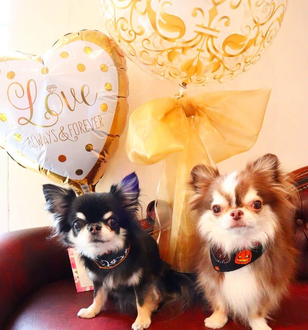 kayoのインスタグラム：「* * @caramelbox__ さんで トリミング🐶🐶🛁✨✨ * *  ゆばちゃんいつもお肌の事 色々見てくれてありがとうー☺️💗💗💗 * * Melon💗Lychee * * #chihuahua#chihuahualove#dogstgram#dog#instadog#チワワ#チワワ大好き * *」