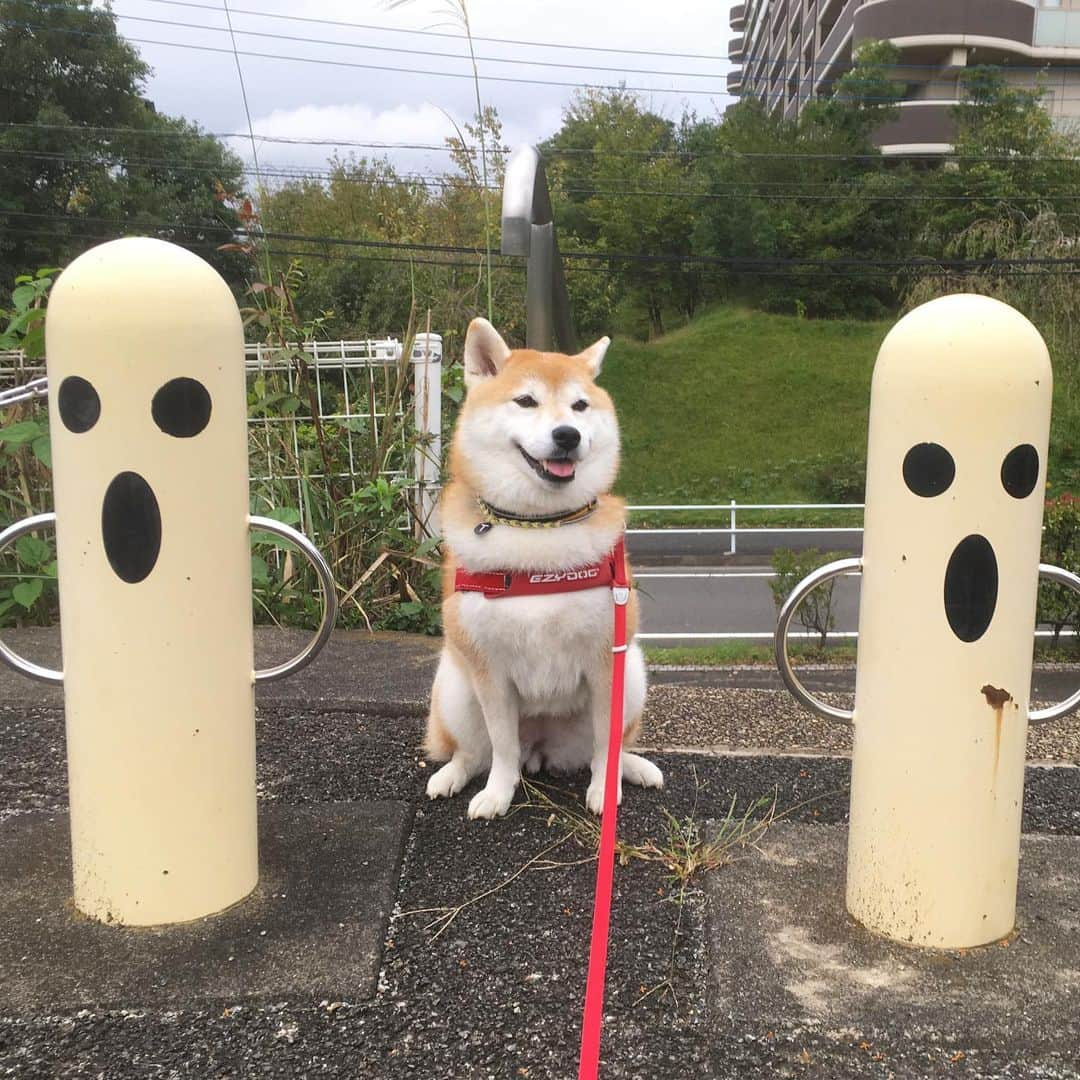 てんパパさんのインスタグラム写真 - (てんパパInstagram)「また雨降るのかな #朝んぽ #曇天 #ハニワ公園 #見ません」10月24日 8時17分 - tenchan.shiba