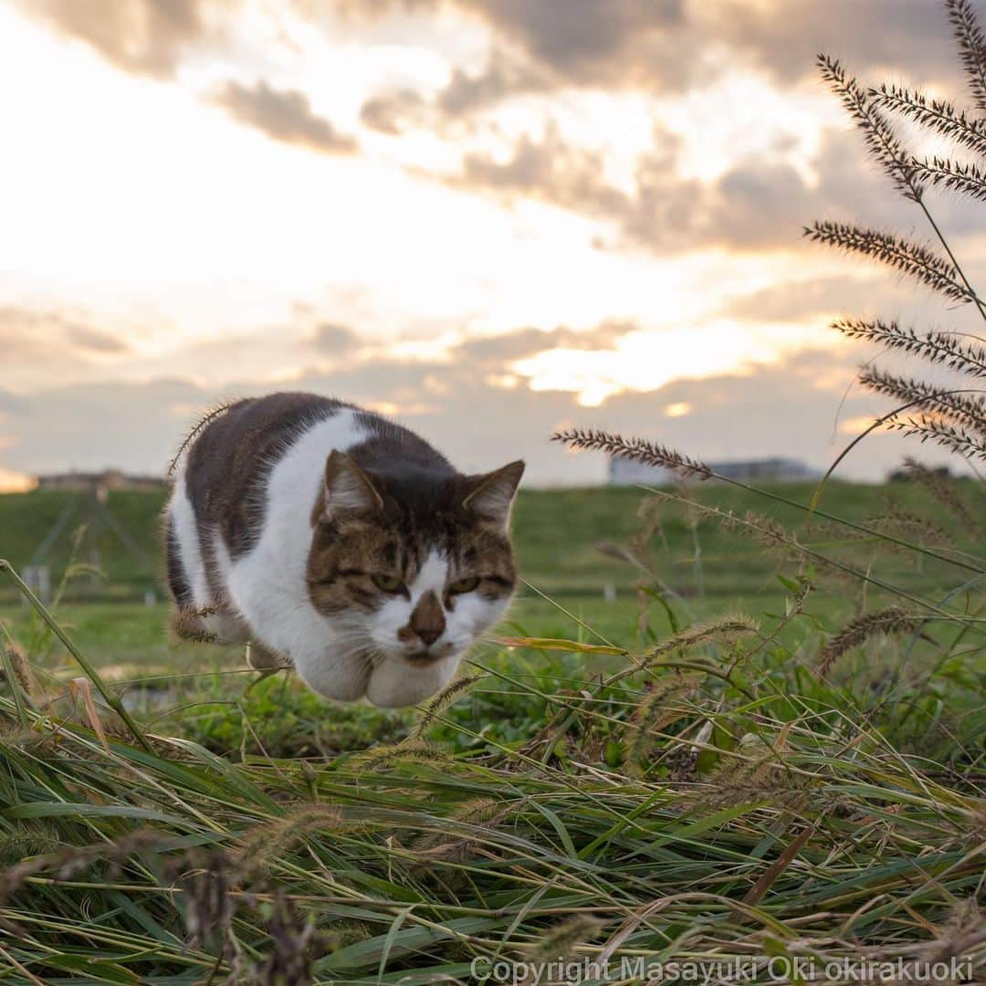 Masayukiさんのインスタグラム写真 - (MasayukiInstagram)「おててたたむ。  おはようございます。 Good morning from Tokyo Japan ☁️ #cat #ねこ」10月24日 8時20分 - okirakuoki