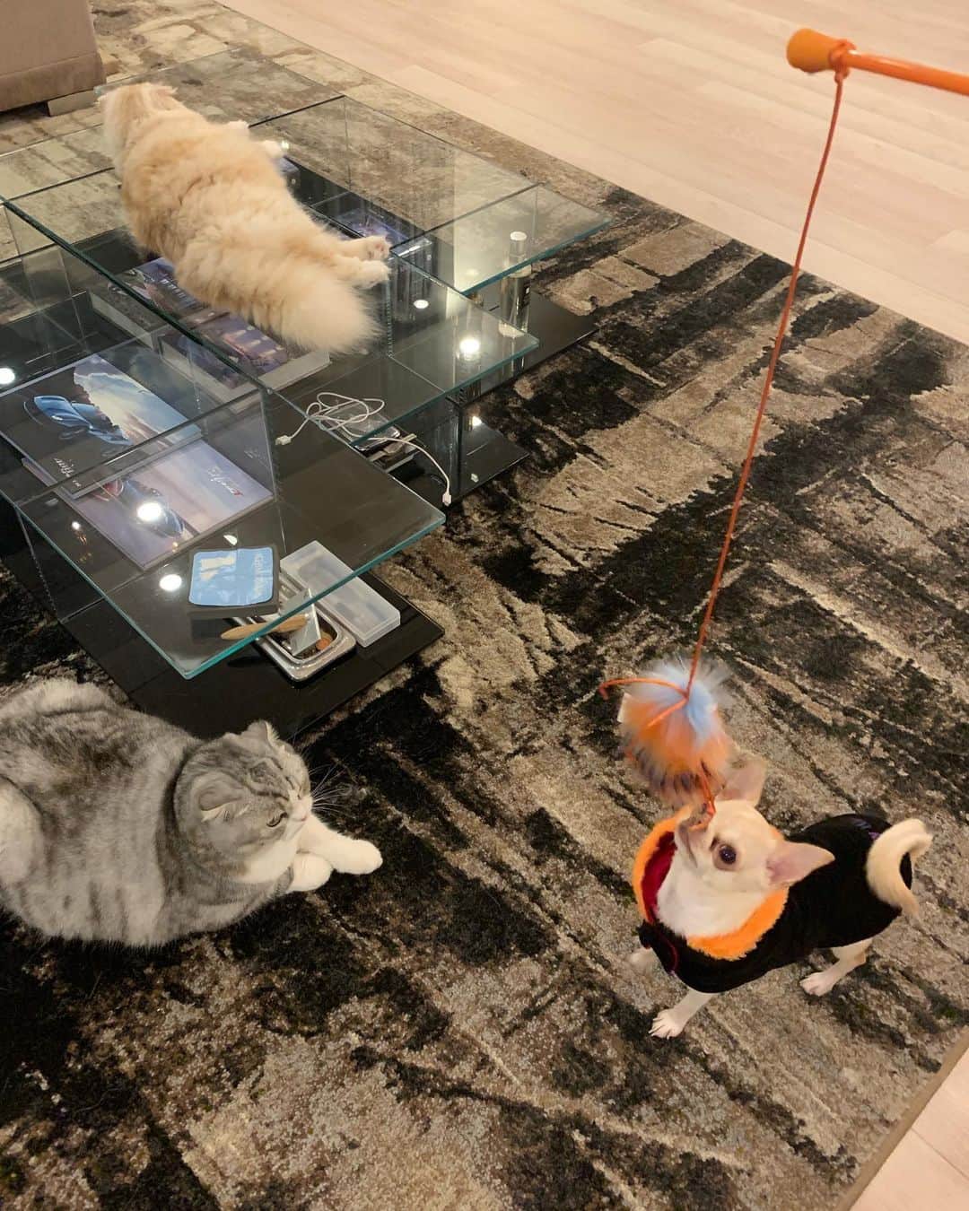 舟山久美子（くみっきー）さんのインスタグラム写真 - (舟山久美子（くみっきー）Instagram)「おはようございます🌞 昨日の一コマ😝❣️ ひかりのわんちゃんが遊びにきたよ💋💋ビルス可愛いすぎました🐶 猫ちゃんワンちゃんという最上級の癒し空間🥺 #cat #dog #いぬのいる暮らし #ねこのいる生活」10月24日 8時39分 - kumikofunayama