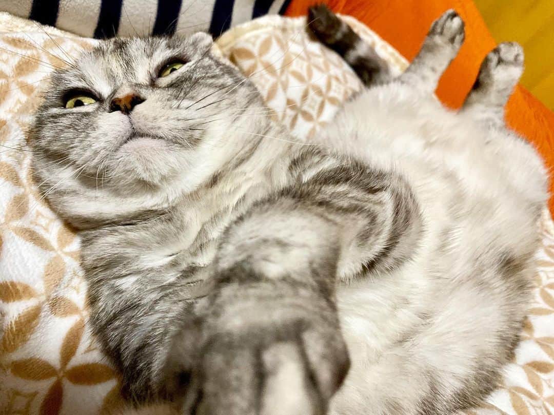 のインスタグラム：「Good morning!! ☁️おはナビー!! * *  ナビちんは、ほぼ、真っ直ぐ寝。 *  #ナビちん#neko#cat#猫#ネコ#ねこ#スコティッシュフォールド#まんじゅう部#致命的な魅力#scottishfold#catsofinstagram #cats_of_instagram#cats_lover *」