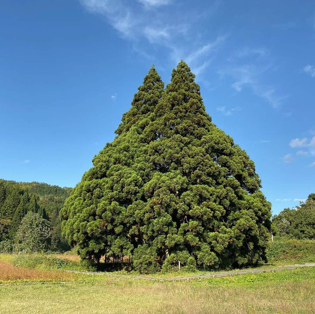 bon ponさんのインスタグラム写真 - (bon ponInstagram)「山形県のお出かけスポットを調べていたら『トトロの木』を見つけました🌲 これは一度見てみたいと思って出かけてきました🚗 ・ 山形県鮭川村にある樹齢約1000年の大樹『小杉の大杉』。映画「となりのトトロ」のトトロに似ていることから『トトロの木』と呼ばれているそうです。 夫婦杉、縁結びの木、子宝の木とも言われパワースポットとしても知られており、根元には山神様が祀られています。 ・ まさに大きなトトロのようでした😳😳 綺麗な青空に堂々たる姿が映えていました。 ＊ グリーン&デニムコーデ💚💙 bon ・デニムジャケット(GU) ・セーター(UNITED ARROWSアウトレット) ・シャツ(UNIQLO) ・パンツ(UNIQLO) pon ・デニムジャケット(merlot) ・ワンピース(UNIQLO) ・バッグ(FABRICO) @fabrico2017 ＊ ＊ #トトロの木 #山形県鮭川村 #小杉の大杉 #夫婦 #60代 #ファッション #コーディネート #リンクコーデ #夫婦コーデ #グレイヘア #白髪 #共白髪 #couple #over60 #fashion #coordinate #instafashion #instagramjapan #greyhair #bonpon511」10月24日 9時29分 - bonpon511