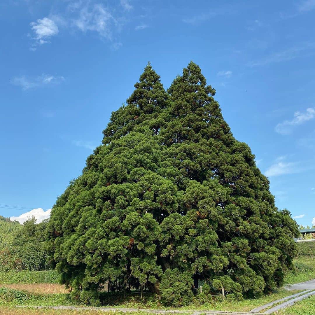 bon ponさんのインスタグラム写真 - (bon ponInstagram)「山形県のお出かけスポットを調べていたら『トトロの木』を見つけました🌲 これは一度見てみたいと思って出かけてきました🚗 ・ 山形県鮭川村にある樹齢約1000年の大樹『小杉の大杉』。映画「となりのトトロ」のトトロに似ていることから『トトロの木』と呼ばれているそうです。 夫婦杉、縁結びの木、子宝の木とも言われパワースポットとしても知られており、根元には山神様が祀られています。 ・ まさに大きなトトロのようでした😳😳 綺麗な青空に堂々たる姿が映えていました。 ＊ グリーン&デニムコーデ💚💙 bon ・デニムジャケット(GU) ・セーター(UNITED ARROWSアウトレット) ・シャツ(UNIQLO) ・パンツ(UNIQLO) pon ・デニムジャケット(merlot) ・ワンピース(UNIQLO) ・バッグ(FABRICO) @fabrico2017 ＊ ＊ #トトロの木 #山形県鮭川村 #小杉の大杉 #夫婦 #60代 #ファッション #コーディネート #リンクコーデ #夫婦コーデ #グレイヘア #白髪 #共白髪 #couple #over60 #fashion #coordinate #instafashion #instagramjapan #greyhair #bonpon511」10月24日 9時29分 - bonpon511