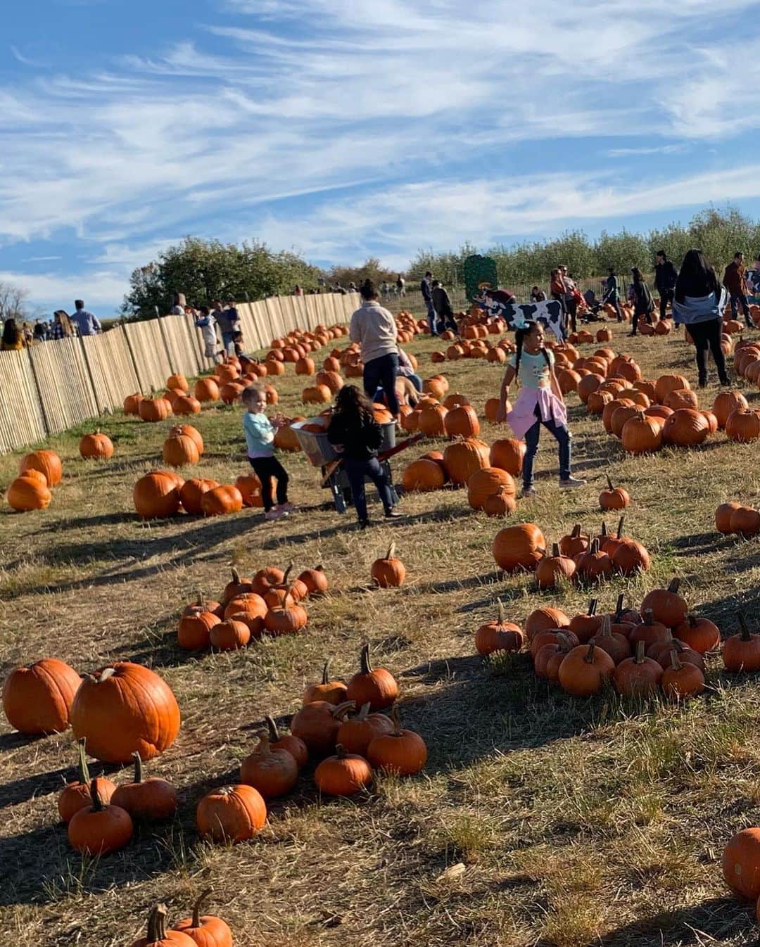 和央ようかさんのインスタグラム写真 - (和央ようかInstagram)「Pumpkin patch day 🎃 Let’s find magic pumpkins 🎃  かぼちゃ狩🎃に さあ、最高のパンプキンを探すよ🎃  #takakonystylin🍎 #lifestyle #nylife #ny #pumpkinpatch #yokawao#familyevent  #yokawao#和央ようか」10月20日 13時16分 - yokawao0215