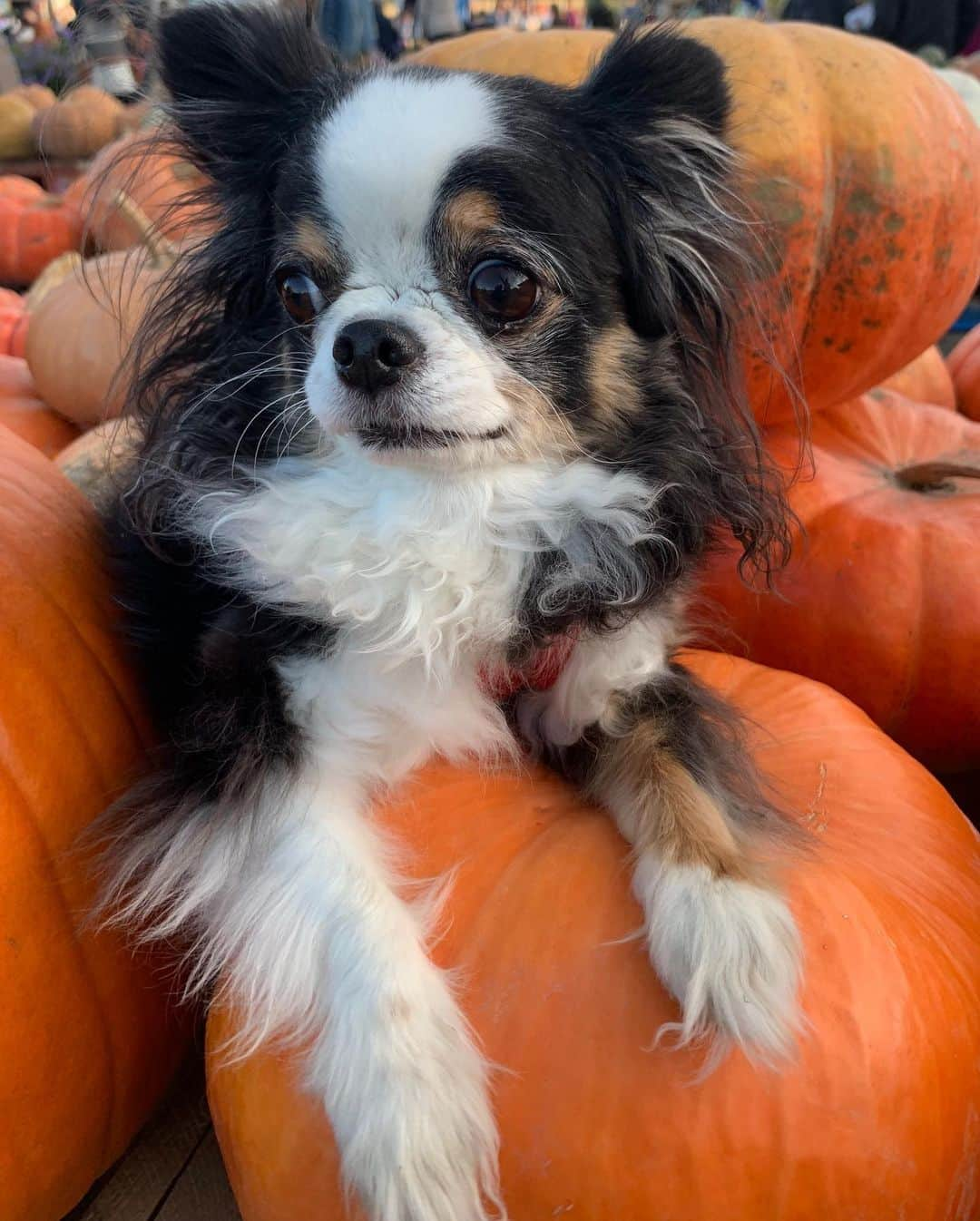 和央ようかさんのインスタグラム写真 - (和央ようかInstagram)「Got a bunch 🎃🎃🎃🎃🎃🤣🤣🤣👍 かなりの収穫🎃🎃🎃🎃🎃🤣🤣🤣満足なり👍  #takakonystylin🍎 #nylife #lifestyle #ny #familyevent#pumpkinpatch #yokawao#和央ようか」10月20日 13時33分 - yokawao0215