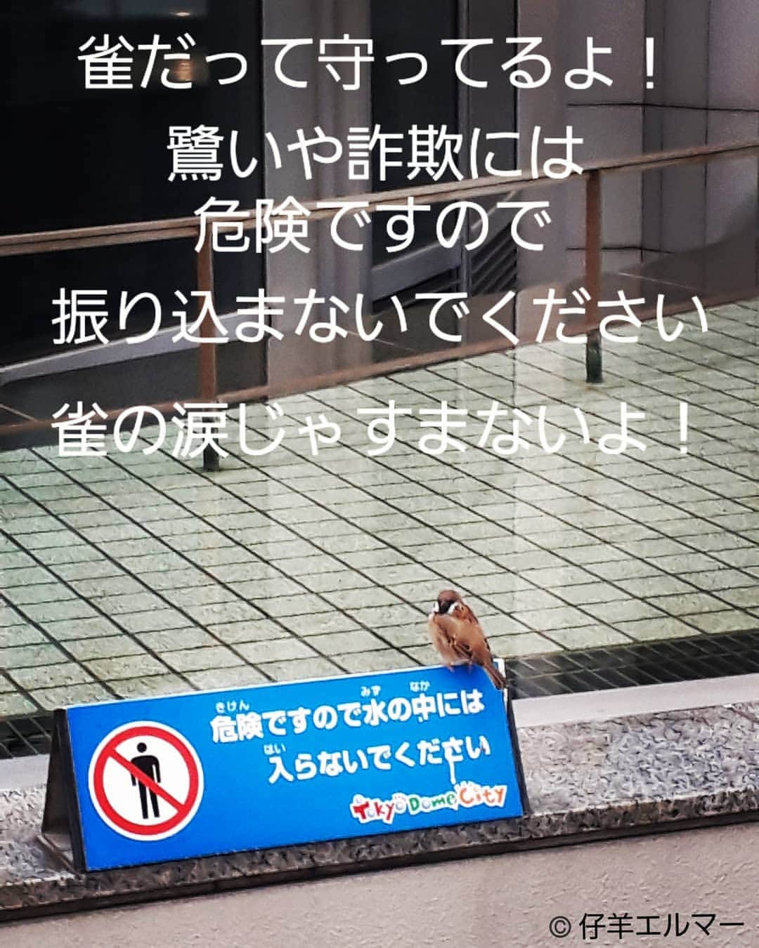 仔羊エルマーさんのインスタグラム写真 - (仔羊エルマーInstagram)「#勝手に #公共広告機構  #仔羊エルマー #art #詐欺 #ac  #bird #tokyo  #東京ドーム #ポスター #photo」10月20日 13時40分 - cohitsuji_elmer