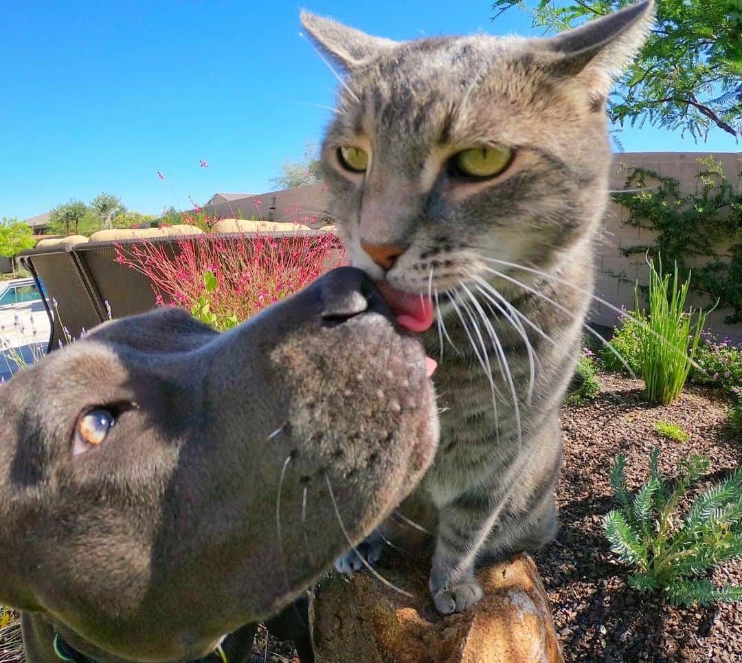 マニーのインスタグラム：「😽🥰😹 Love is love... @indigodoggo」