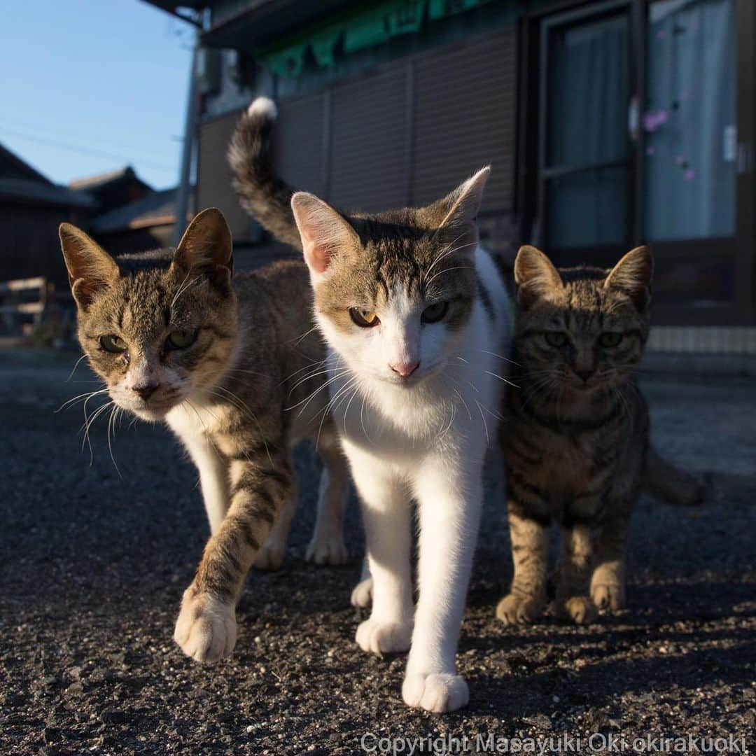 Masayukiさんのインスタグラム写真 - (MasayukiInstagram)「trio🐈🐈🐈 おはようございます。 Good morning from Tokyo Japan ☁️ #cat #ねこ」10月20日 7時52分 - okirakuoki