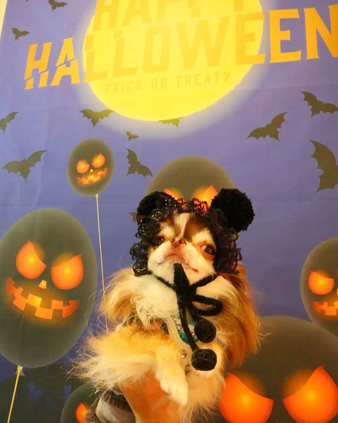 kayoのインスタグラム：「* * らいちんも オバケの仲間だったのか😂👻🎃 * * Lychee💗👻 * * #ハロウィン #Halloween * #chihuahua#chihuahualove#dogstgram#dog#instadog#チワワ#チワワ大好き * *」