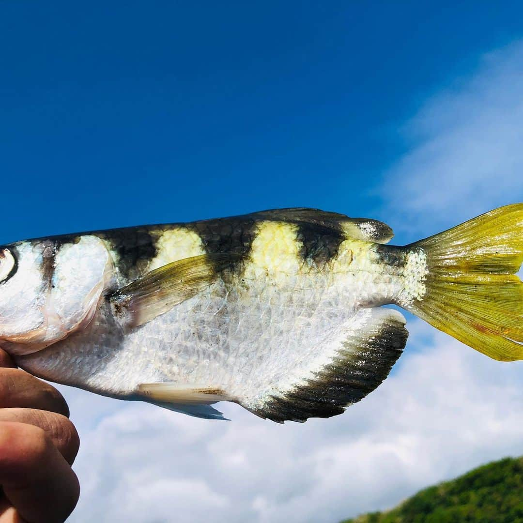 IKEさんのインスタグラム写真 - (IKEInstagram)「西表島 RESEARCH  こいつが鉄砲魚  水をビュって吹いて虫なんかを食べてる魚だね。  完全虫パターン  背中が固くってバス持ちしても背中まっすぐ伸びてる。  かなりキュートです。  アゴも硬くなかなかのらない。  チヌ系、バラクーダ、サヨリ系、ハゼの小さいやつ  いろんな魚種いろんなとこに生息してました。  ルアーじゃなかなか獲れない  そこをルアーで獲るのがおもしろい」10月20日 8時38分 - ike1984official