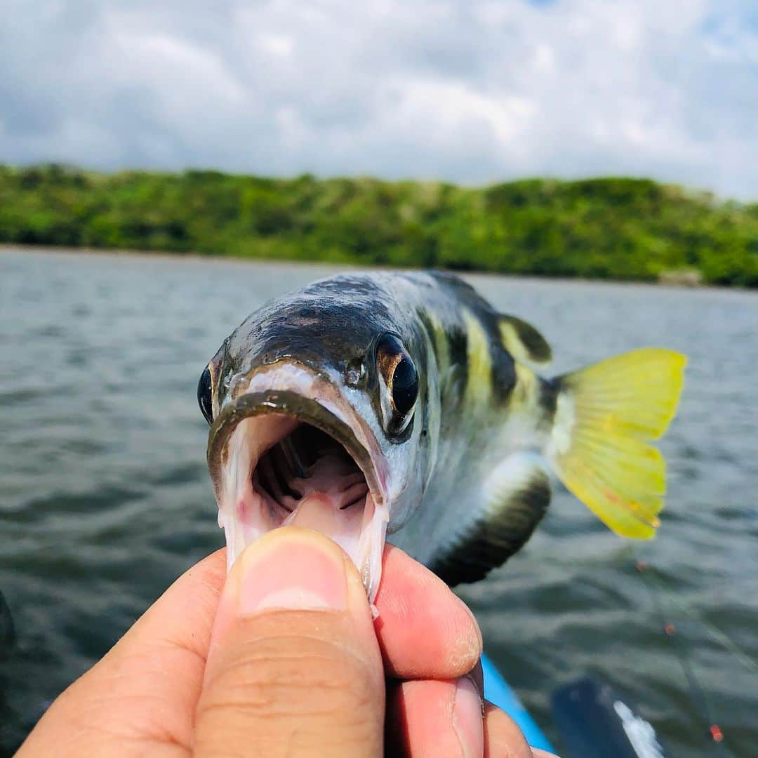 IKEさんのインスタグラム写真 - (IKEInstagram)「西表島 RESEARCH  こいつが鉄砲魚  水をビュって吹いて虫なんかを食べてる魚だね。  完全虫パターン  背中が固くってバス持ちしても背中まっすぐ伸びてる。  かなりキュートです。  アゴも硬くなかなかのらない。  チヌ系、バラクーダ、サヨリ系、ハゼの小さいやつ  いろんな魚種いろんなとこに生息してました。  ルアーじゃなかなか獲れない  そこをルアーで獲るのがおもしろい」10月20日 8時38分 - ike1984official