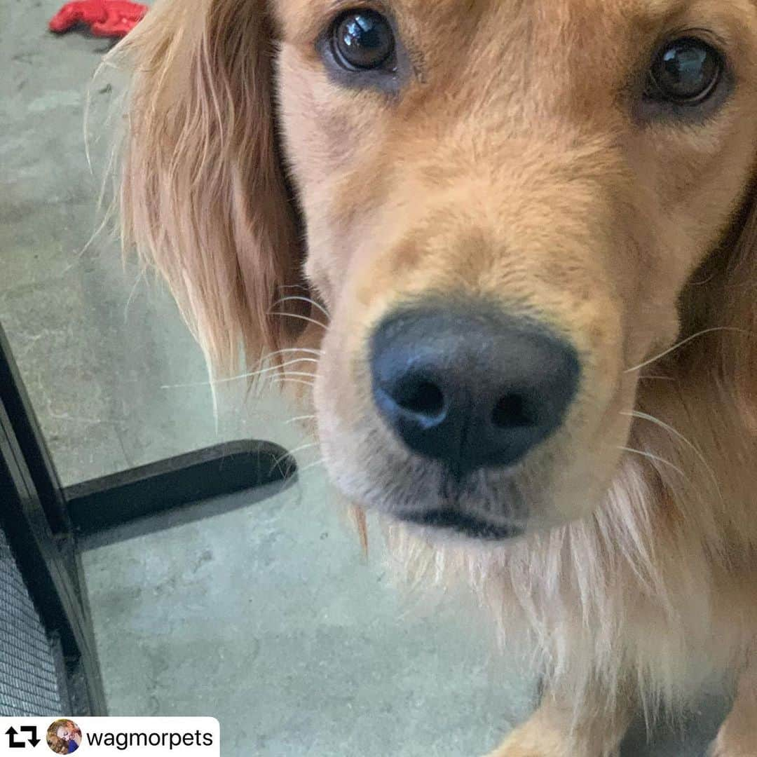 エレン・デジェネレスさんのインスタグラム写真 - (エレン・デジェネレスInstagram)「#repost @wagmorpets ・・・ Wally is a three year old Golden who lost his home. He is beyond perfect. Sweet, good natured, loves dogs, kids and cats. When his owner reached out to us we called @sallysrescue and she said TAKE him.  He was nuetered and given all his shots this morning and is looking for a new family that will recognize his greatness. #wagmorpets #goldenretriever #adoptdontshop」10月20日 9時18分 - ellendegeneres