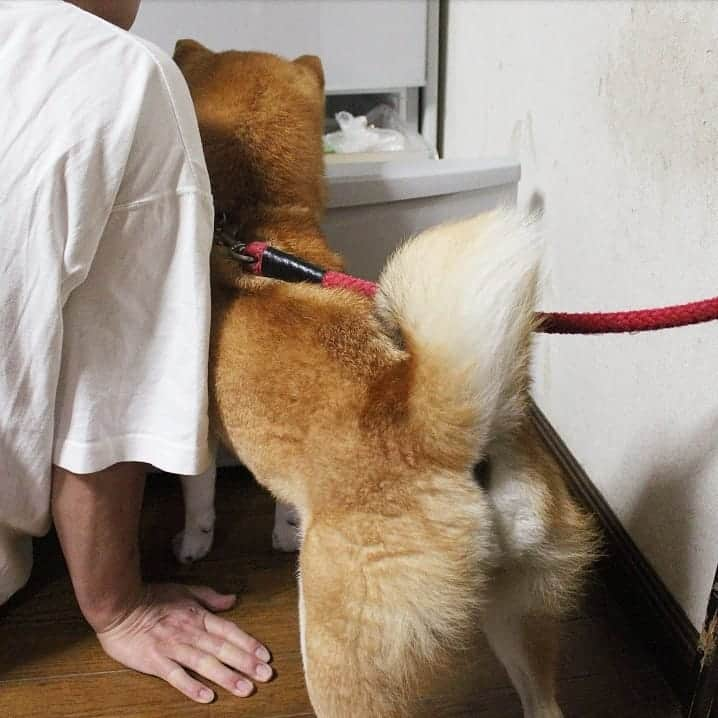 柴犬たま Shibainu Tamaさんのインスタグラム写真 - (柴犬たま Shibainu TamaInstagram)「* ミケ「あたち、そのキャベツ1玉いける気がする❗」 * こうしていつもオトンにおねだりしてる(笑) * Caption trans🇬🇧 Meekeh "I can eat all the cabbage❗" She asks my father(lol) * #たま家族 #柴犬ミケ #妊婦ミケ #おこぼれハンター #おねだり上手 #食いしん坊ミケ #食欲旺盛 #プリケツ #柴尻 #しっぽモフモフ #後頭部フェチ #柴犬 #shiba #shibainu #shibastagram #犬 #dog」10月20日 11時15分 - tama7653