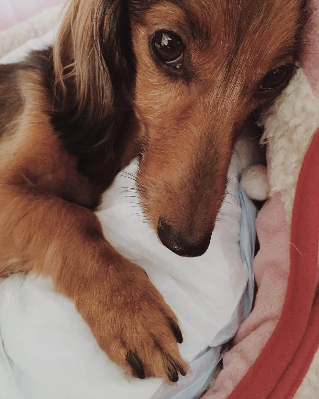 SUGIZOさんのインスタグラム写真 - (SUGIZOInstagram)「ありがとうAbbey...My Sweetest.  LA to Tokyo. My brave little lady.  Abbey Sunny SUGIHARA 2006.03.04 - 2019.10.13  Rest in Peace & Fly Away...」10月20日 23時10分 - sugizo_official