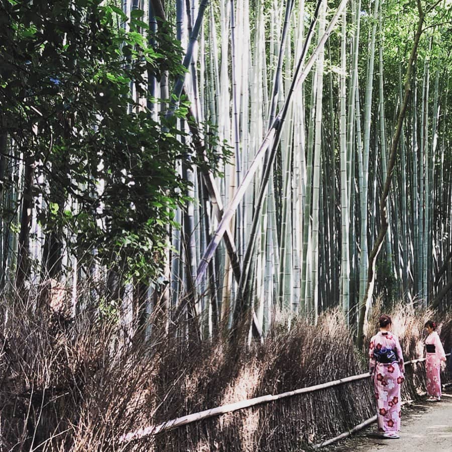 福田友理子さんのインスタグラム写真 - (福田友理子Instagram)「* * 京都の中でも特に好きな嵐山🎋 * 竹林や緑が、静かで穏やかで空気が澄んでいて🌿パワーをもらえます😌 * 知恩院や大徳寺にも行ったのですが、そちらでは説法を伺いました。 * 大徳寺は、秀吉と千利休の確執の要因の一つともなったお寺だそう。 様々な出来事が重なり、人の運命は作られているのですね。 * 大徳寺で伺った「気は長く 心は丸く 腹を立てず 人は大きく 己は小さく」というお話が心に留まりました📝 ああ、なんだか歴史、もう一度思いっきり学び直したいな😌 * * #京都 #kyoto #嵐山 #arashiyama #竹林 #トロッコ嵐山 #知恩院 #大徳寺 #歴史好き」10月20日 14時51分 - yuriko.fu