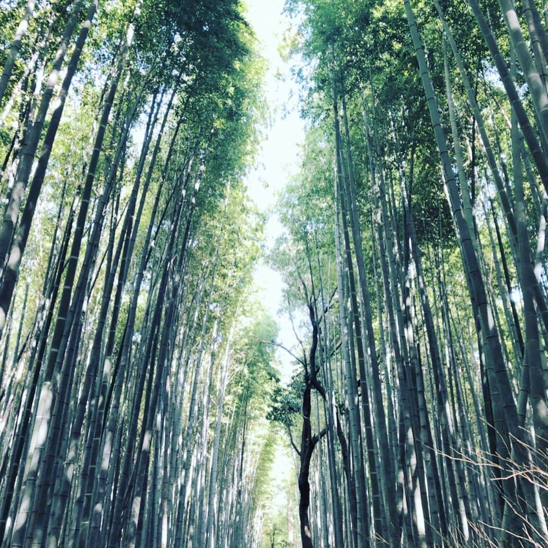 福田友理子さんのインスタグラム写真 - (福田友理子Instagram)「* * 京都の中でも特に好きな嵐山🎋 * 竹林や緑が、静かで穏やかで空気が澄んでいて🌿パワーをもらえます😌 * 知恩院や大徳寺にも行ったのですが、そちらでは説法を伺いました。 * 大徳寺は、秀吉と千利休の確執の要因の一つともなったお寺だそう。 様々な出来事が重なり、人の運命は作られているのですね。 * 大徳寺で伺った「気は長く 心は丸く 腹を立てず 人は大きく 己は小さく」というお話が心に留まりました📝 ああ、なんだか歴史、もう一度思いっきり学び直したいな😌 * * #京都 #kyoto #嵐山 #arashiyama #竹林 #トロッコ嵐山 #知恩院 #大徳寺 #歴史好き」10月20日 14時51分 - yuriko.fu