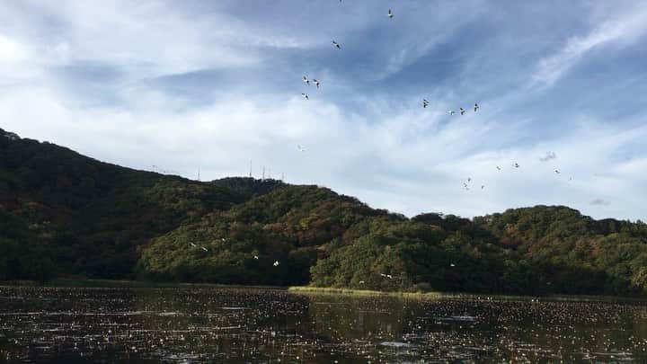 松浦志穂のインスタグラム：「白鳥🦢レポート。夕方になると〜から急に一瞬番組ナレーションのようになりました。 ・ 私はこの上池を愛犬🐕コロと16年散歩しました。コロの散歩は主におじいちゃん担当でしたがおじいちゃんが亡くなってからはコロと🐕昔はもっとたくさんの白鳥が来てたけどなぁ、、これからまた増えるのかなあ。この白鳥🦢はシベリアから飛んで来るんですって。毎年来る所間違えず動物の本能ってすご😳😳 ・ #白鳥 #山形県鶴岡市大山 #上池 #下池 もあるよ #どちらでも白鳥見れるよ」