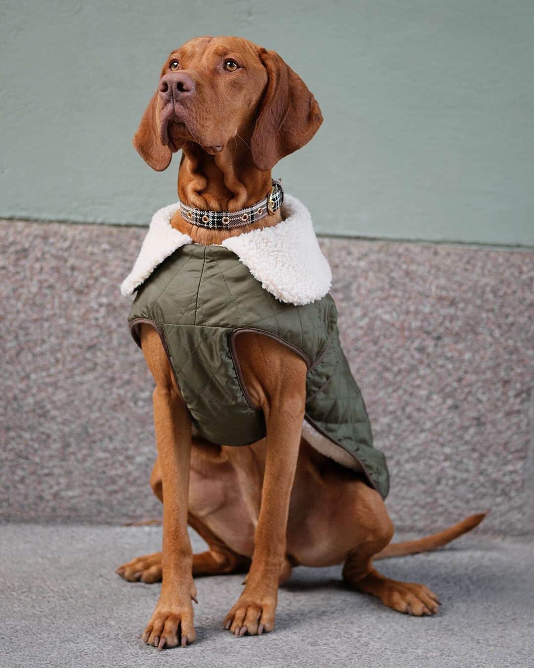 H&Mさんのインスタグラム写真 - (H&MInstagram)「Dressing up for a walk in the park? Update your four-legged friend’s wardrobe with our latest canine couture, here modelled by the Hungarian vizsla Svante. Read more about him and his human on #HMMagazine #HM  Dog jacket: 0818806001」10月20日 16時19分 - hm