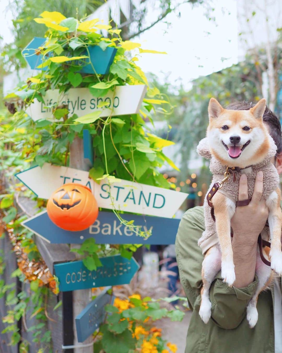 豆柴にこちゃんさんのインスタグラム写真 - (豆柴にこちゃんInstagram)「🐻🎃 今日は小林武史プロデュースの 代々木ヴィレッジにランチしに行った、 にこっくま。 @yoyogi_village #yoyogivillage . 前にマツコの番組で紹介されて、 大人気でなかなか食べれないって聞いてた、 紅茶屋さんのミルクティーのかき氷、 並ばずにすぐ食べれた❣️ . 紅茶の味と風味がしっかりしてて、 上のクリームとも合ってて ものすんごい、おいしかった😍 . かき氷に興味ない旦那も これはウマイ！と気に入ってたよ。 おみやげにかき氷にも使われてる アッサムティーも購入☕️ . お店の人がにこにシャリシャリの 氷も食べさせてくれて優しかった😊 . #柴犬#豆柴#pecoいぬ部#犬#わんこ#犬#ここ柴部#shibainu#dog#mameshiba#pecotv#dog#いぬのきもち部#しばいぬ#しばけん#こいぬ#シバイヌ#いぬ#イヌ#赤柴#マメシバ#ペット#日本犬#子犬#puppy#doggo#pet#시바견#강아지#개」10月20日 16時57分 - nikochan.mame48