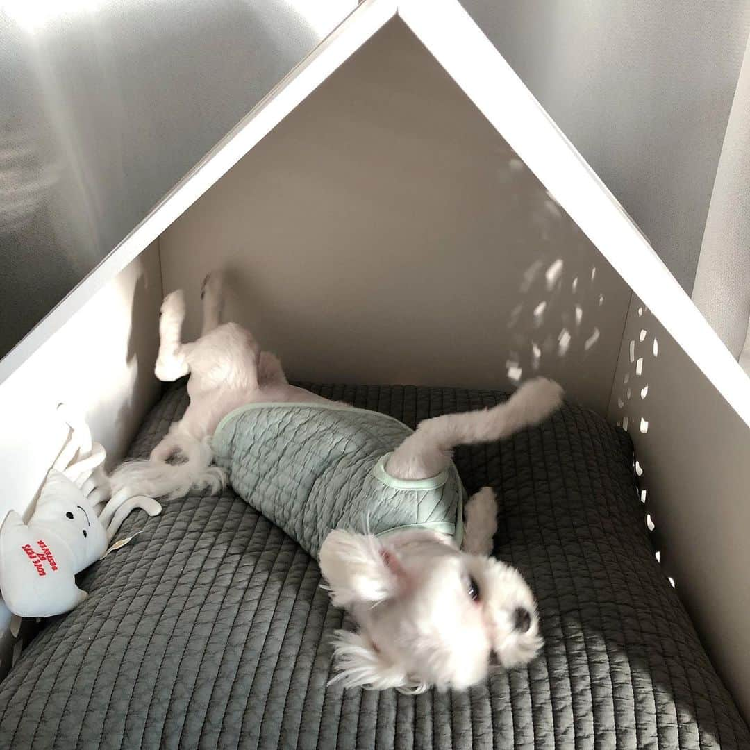 Choi Somiさんのインスタグラム写真 - (Choi SomiInstagram)「⠀⠀⠀⠀ #둥둥이 #김둥둥6세  둥둥아 하우스가 그렇게 좋아? 배 까는 거 일등 3일 동안 잘 지내고 있어 아들 엄마는 수영하러 간다🖤 ⠀⠀⠀⠀ #강아지집 @reveciel0」10月20日 17時08分 - cxxsomi