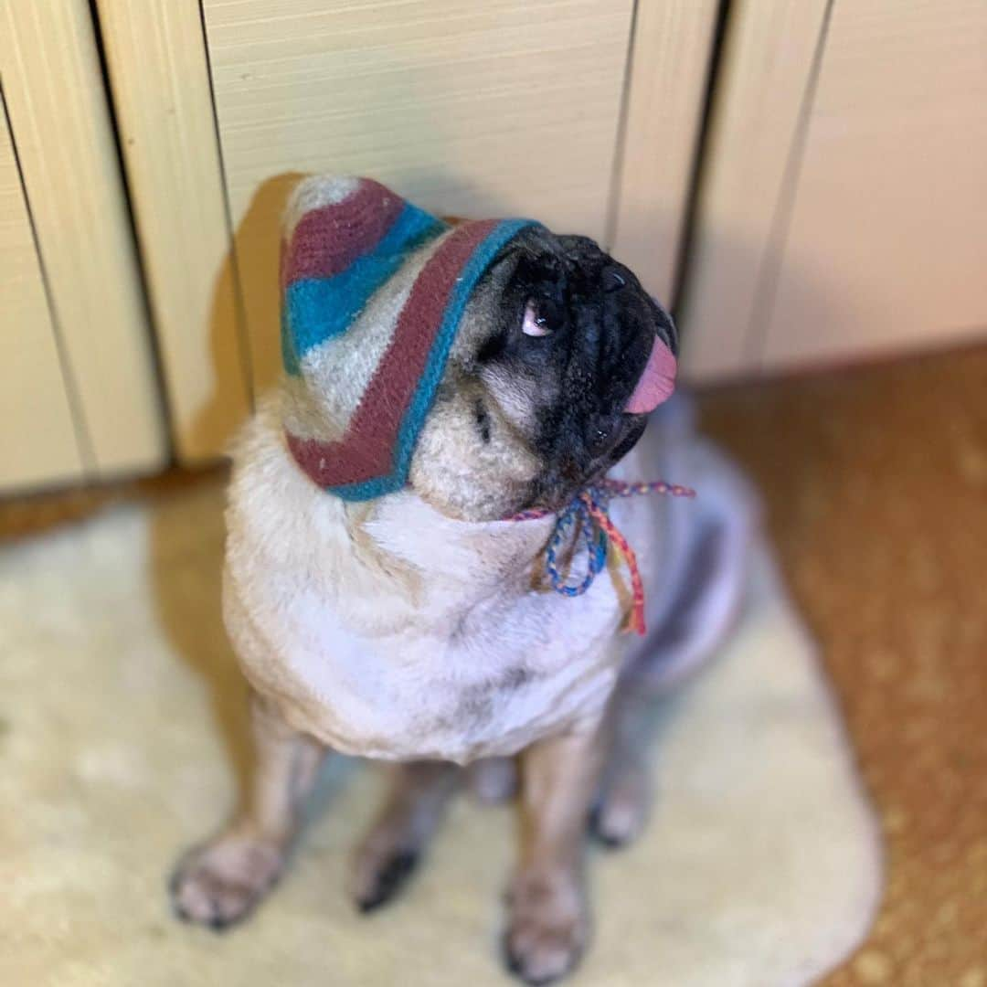 gontaさんのインスタグラム写真 - (gontaInstagram)「🧢#keelyafternoontea #Gonta2#speakpug #smilipugs #pugjapan #pug #love #pugsofinstagram #zerozeropug #pugshit #worldofpug」10月20日 17時44分 - gehhah