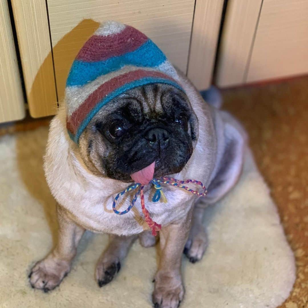 gontaさんのインスタグラム写真 - (gontaInstagram)「🧢#keelyafternoontea #Gonta2#speakpug #smilipugs #pugjapan #pug #love #pugsofinstagram #zerozeropug #pugshit #worldofpug」10月20日 17時44分 - gehhah