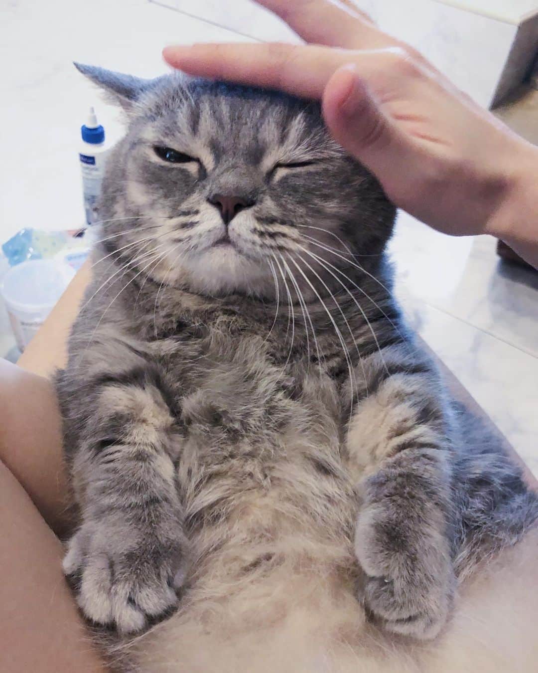 Pancakeのインスタグラム：「😂😉😑 #catkote #cats #catsconnect #catstagram #catsoninstagram #kittensoninstagram #kittensofinstagram #sgcats #pets #petlovers #pancake #petstagram #instacats #thedailykitten  #instagramcats #munchkincats #neko #ねこ #マンチカン短足」