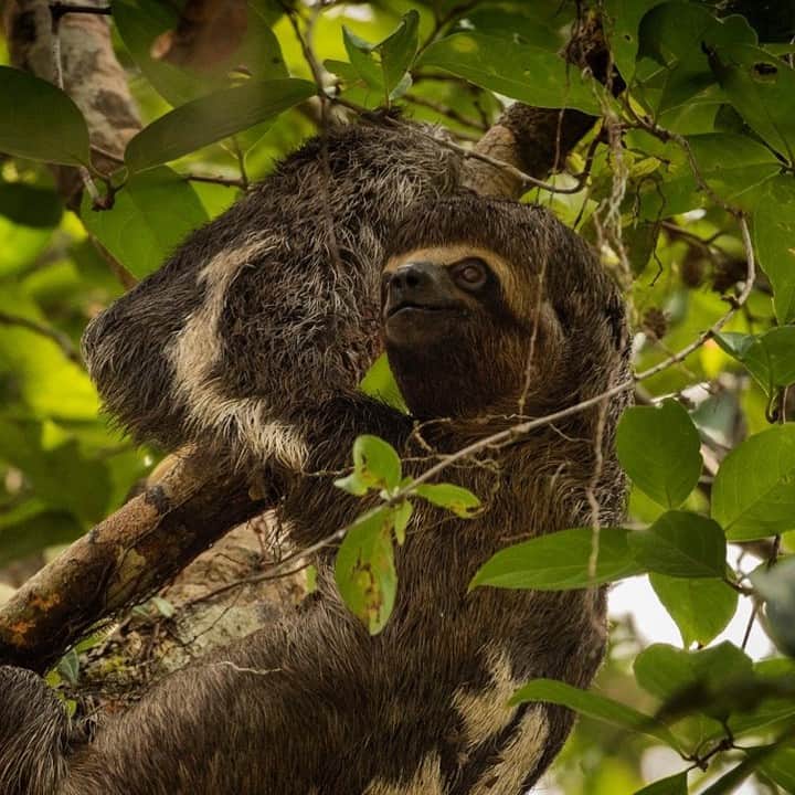 ナショナルジオグラフィックさんのインスタグラム写真 - (ナショナルジオグラフィックInstagram)「Photo by Trevor Frost @tbfrost | Happy International Sloth Day! The world's slowest mammal? The three- toed sloth! I was in Cuyabeno National Park, in Ecuador, looking for anacondas with the nonprofit @tropicalherping when we stumbled upon this individual. And I have to say, for an animal that barely moves when you're observing it, it  truly moved me to finally see one after years of traveling to the Amazon. To see more photos of animals from the Amazon, including an anaconda, head over to @tbfrost #InternationalSlothDay」10月20日 23時38分 - natgeo
