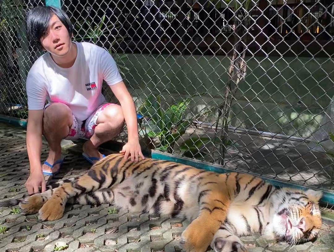 否メンディーのインスタグラム：「タイガーはお好き？」