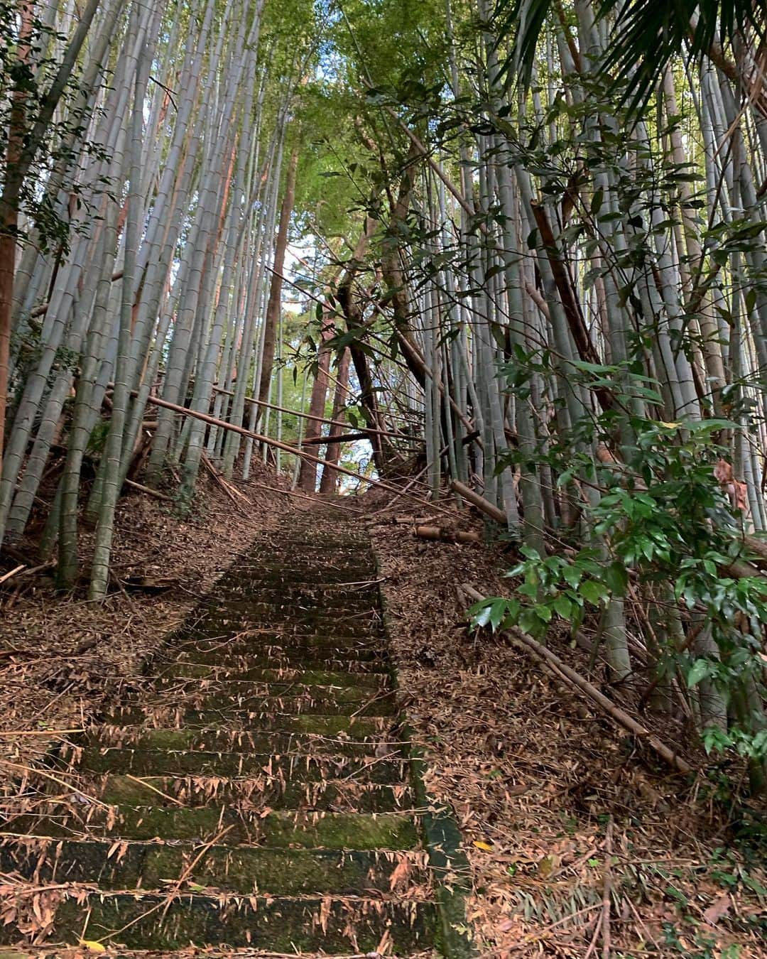 大田由香梨さんのインスタグラム写真 - (大田由香梨Instagram)「植物や木から生き方を学ぶ。そんな週末でした🌿　少しずつ枝を美しく広げていけたら嬉しいなと🙏🏻　デトックスをしてスッキリ^ ^ また一つ何かが入り込める隙間ができたように感じます！　明日からまた頑張りますのでよろしくお願いいたしますー！！」10月20日 19時01分 - otayukari