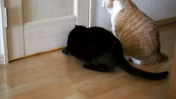 anemone_69のインスタグラム：「. 元気です . . #トイレ掃除中 . #ハカセとキョウジュ #ハカセとキョウジュmovie #cat #猫 #猫動画 #猫ムービー . . .」