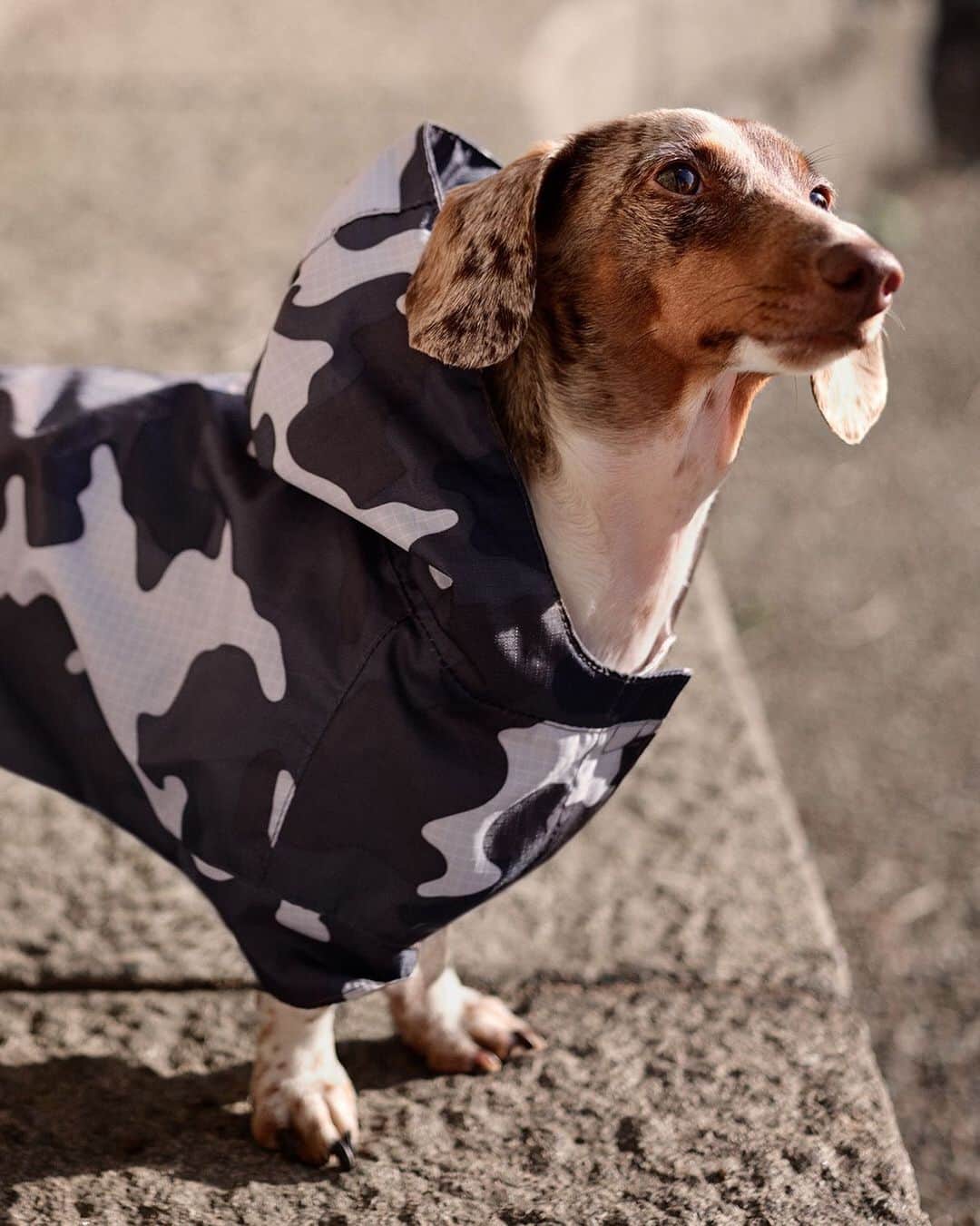 H&Mさんのインスタグラム写真 - (H&MInstagram)「Let it rain — the miniature dachshund Don Sumo is well prepared for autumn’s wet days. Read more about him and his human on #HMMagazine #HM  Dog jacket: 0818807001」10月20日 19時15分 - hm
