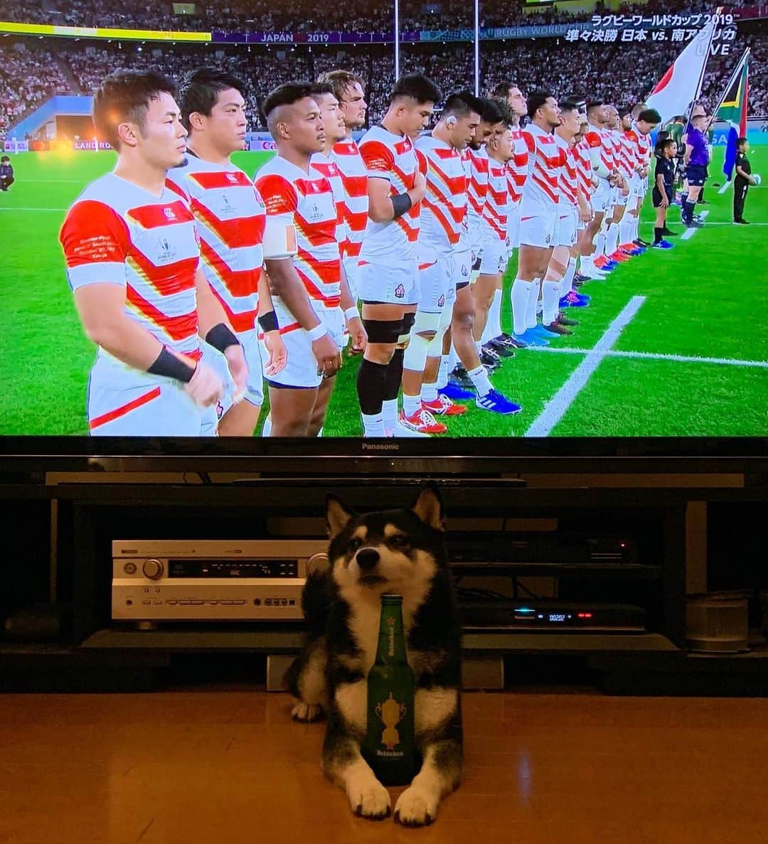 くろさんのインスタグラム写真 - (くろInstagram)「RUGBY WORLD CUP 2019🏉 #豆も気になるぅ #ラグビーワールドカップ2019  #rugbyworldcup2019 #ラグビーワールドカップ2019日本大会 #rugbyworldcup2019japan  #ラグビーワールドカップ日本 #rugbyworldcupjapan #Heineken #ハイネケン #柴犬 #黒柴 #和犬 #日本犬 #shibainu #kuroshiba #ラグビー犬 #日本頑張れ #日本頑張れ🇯🇵 #日本頑張れ🏉 #ファイト一発 #ファイト一発で応援」10月20日 19時25分 - m6bmw