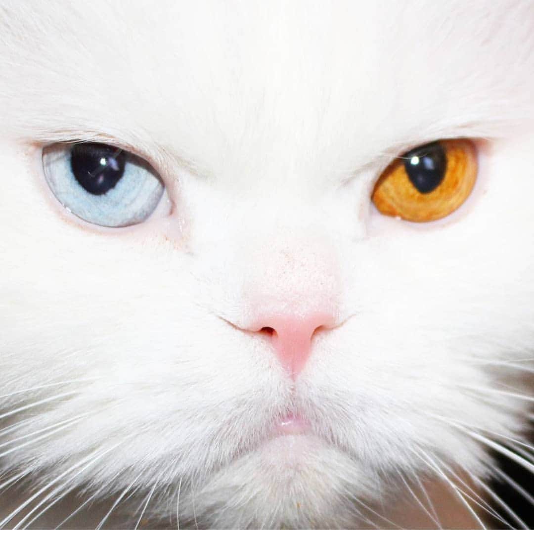 CatStockerさんのインスタグラム写真 - (CatStockerInstagram)「Hello! #catstocker is here!  Follow our FURRriend @mrlatke  Scroll right for more pictures 👉 . . . . . . . . #cat #neko #mačka #chat #kočka #котка #kotek #kot #кіт #mače #кошка #кот #katze #gato #gatto  #子猫 #kattunge #猫 #고양이 #貓 #kedi #köttur #kissanpentu #חתול #кішка #子猫 #고양이새끼 #kitty #cats」10月20日 19時35分 - catstocker