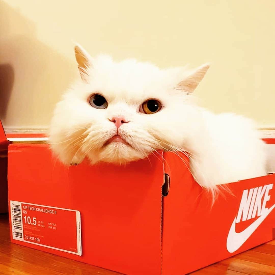 CatStockerのインスタグラム：「Hello! #catstocker is here!  Follow our FURRriend @mrlatke  Scroll right for more pictures 👉 . . . . . . . . #cat #neko #mačka #chat #kočka #котка #kotek #kot #кіт #mače #кошка #кот #katze #gato #gatto  #子猫 #kattunge #猫 #고양이 #貓 #kedi #köttur #kissanpentu #חתול #кішка #子猫 #고양이새끼 #kitty #cats」